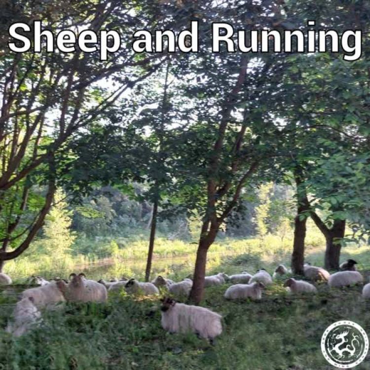 Running and sheep
